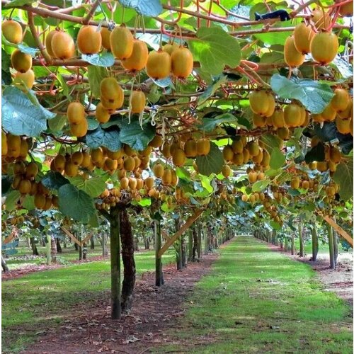 ���� ������ ���� ��������� ��������� 10 ���� ������ ������