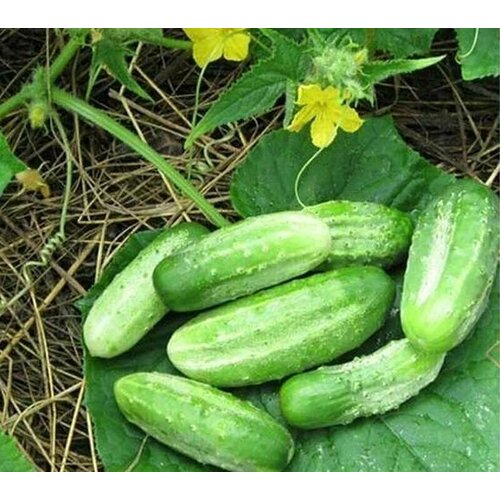 ���� ������������� ������ ������ ��������� ������ ������