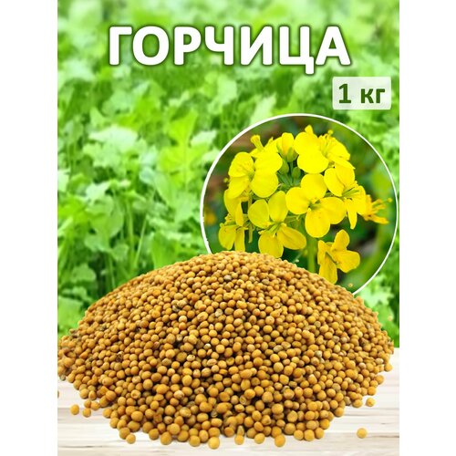 ���� ������ ������� �������� ������� 1�� ������ ������