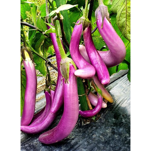 ���� ������ �������� ������� �������� (Pink Flamingo) / Seeds And Goods / � �������� zip-lock ��� ���������� 15 ����� ������ ������
