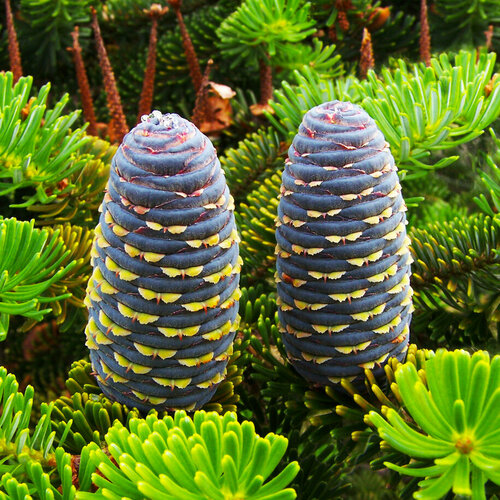 ���� ����� ��������� �����, ������, 20 ��, ���������, ������������ ���� ����� ������ ������