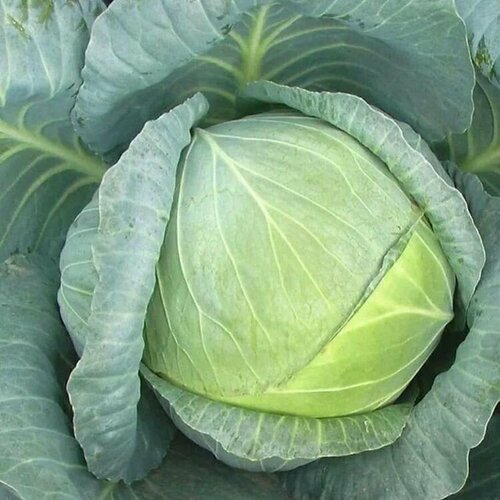 ���� ������������� ������ ������� �/� ������ F1 ������ ������