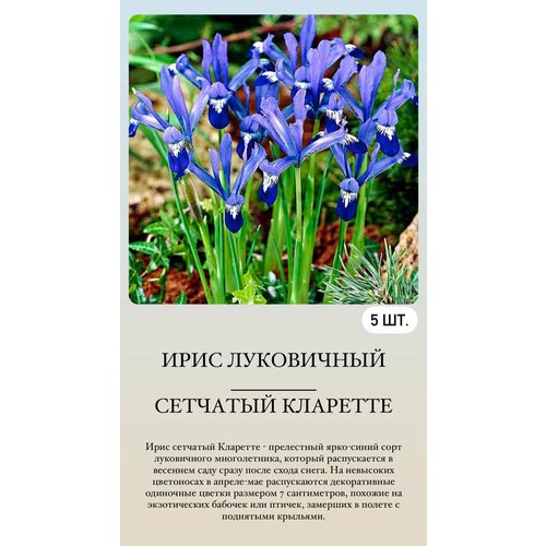 ���� ���� ���������� �������� ����������� �������� ������ ������