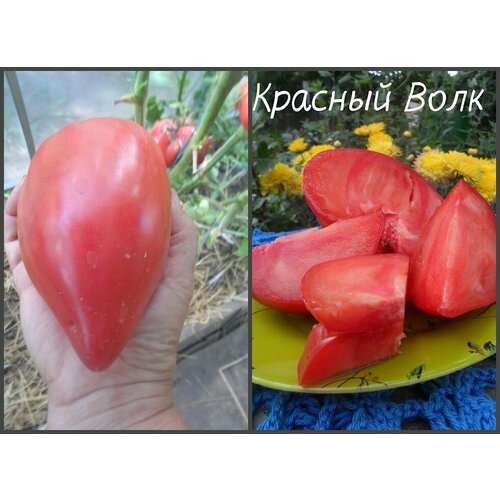 ���� ������������� ������ ������ ������� ���� ������ ������