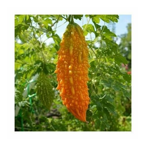 ���� ������������� ������ ��������� ������ ������ ������