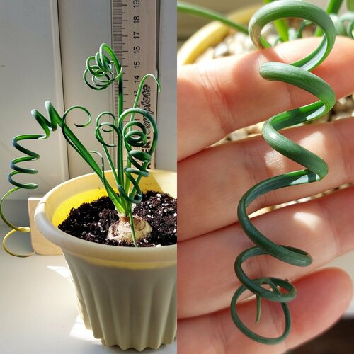 ���� ������� ���������� Albuca spiralis, ������ (5 ��) ������ ������