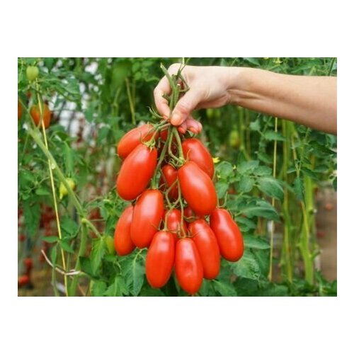 ���� ������������� ������ ������ ��������� �������� ������ ������