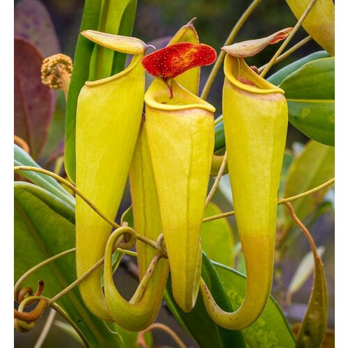     3. (Nepenthes madagascariensis)  