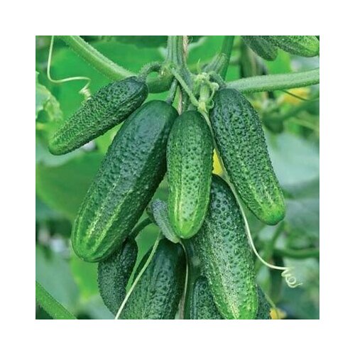 ���� ������������� ������ ������ �������� ����������� F1 ������ ������