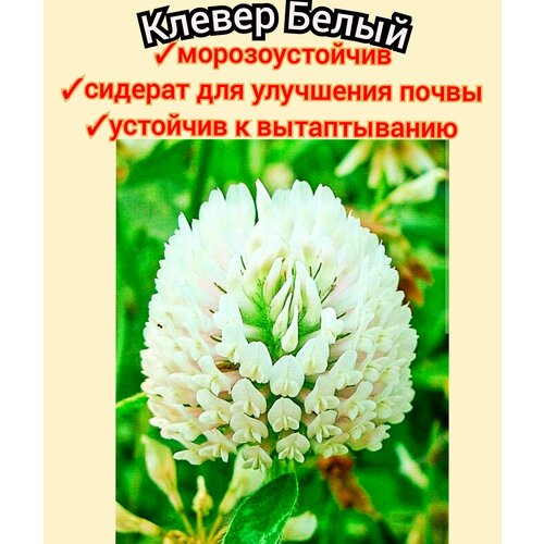 ���� ������ ����� ���������� ��� ������ 1��, ������� ��� ����, ����� ��� ������/���� ����� ������ ������