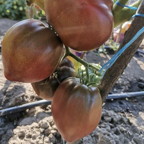 ���� ������ ������ ����� ���� ���������� ������ 10 ��. ������ ������