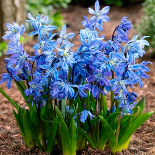 ���� �������� ������, bulbs servise, ������ �������� ������� ( 10 ���� ) ������ ������