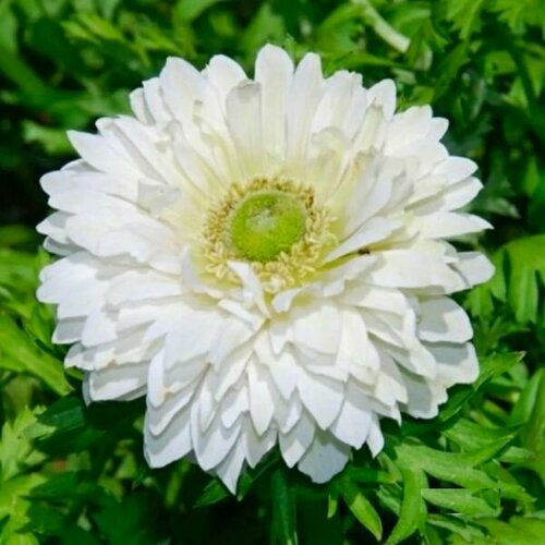 ���� ������� ������� �. �. 5-6 ����� ������� 13 ��. ������ ������