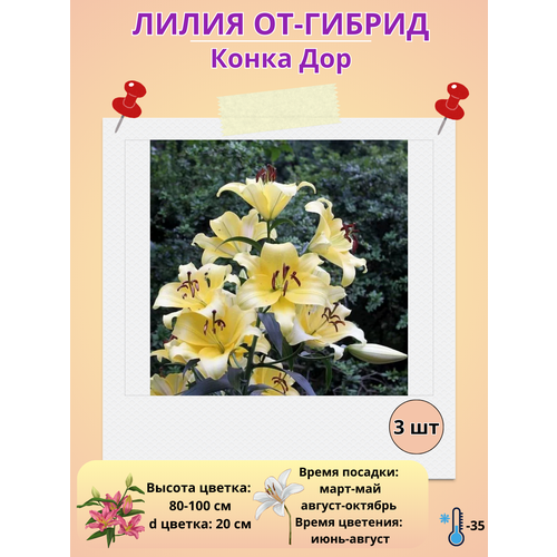 ���� �������� ����� ��-������ ����� ���, ����������� ����� ������ ������