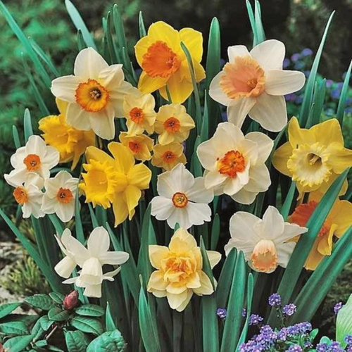 ���� �������� ����� (5 �������) ������ ������