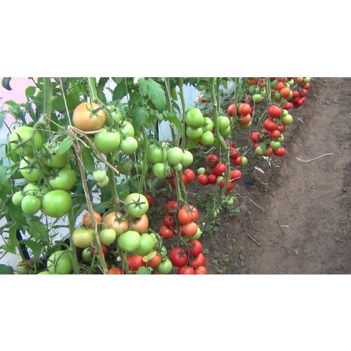 ���� ������������� ������ ������ ������ ������ ������