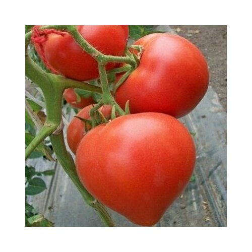 ���� ������������� ������ ������ ������� ������� ������ ������