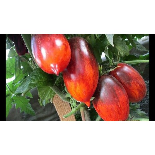 ���� ������������� ������ ������ ���� ��������� ������ ������ ������