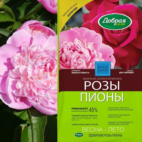 ���� ������ ���� ����� ��������� ����-�����, ����� 0,9 �� ������ ������