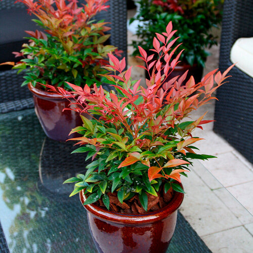 ���� ������ ������ ������� �������� ����������� (Nandina domestica), 15 ���� ������ ������