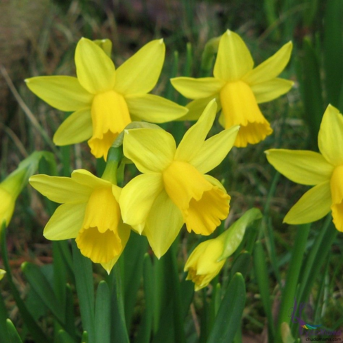 ���� ������� TET-A-TET (3 ��������) ������ ������