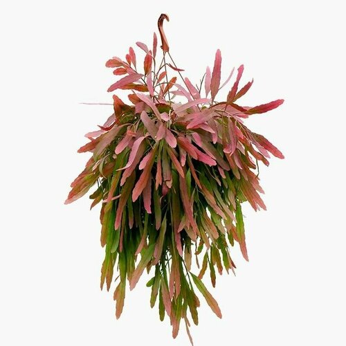 ���� �������� ��������, Rhipsalis Ramulosa, ������ ������ ������