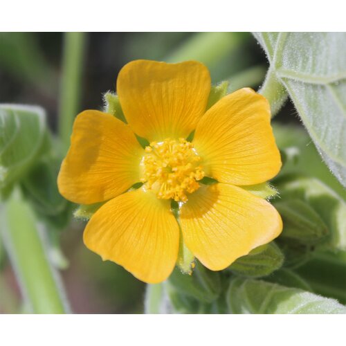    ( ) (. Abutilon theophrastii)  20   -     , -, 