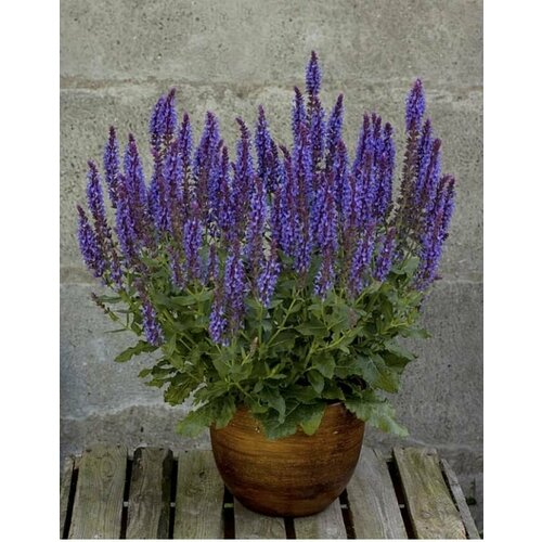 ���� ������ ������ ��������� New Dimensions Blue ������ ������