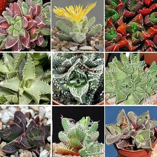 ���� �������� ���� ������, ����������, ����� �����, ������ ������ ������