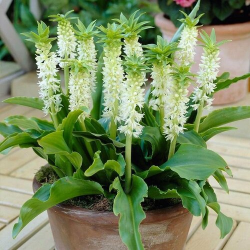 ���� ��������� �����, Eucomis Zambesiaca, ������ ������ ������