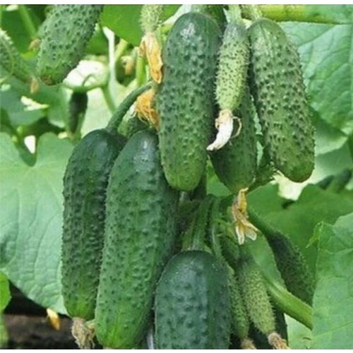 ���� ������������� ������ ������ F1 ����������� ���� ������ ������