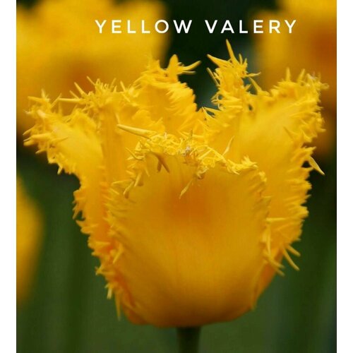 ���� �������� �������� ������������ , Yellow Valery ����, �����, 3 �������� ������ ������