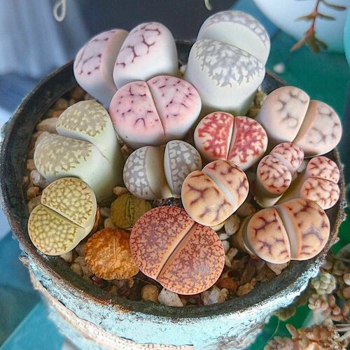 ���� ����� ����� ����, ������, ������ 15��. (Lithops) ������ ������