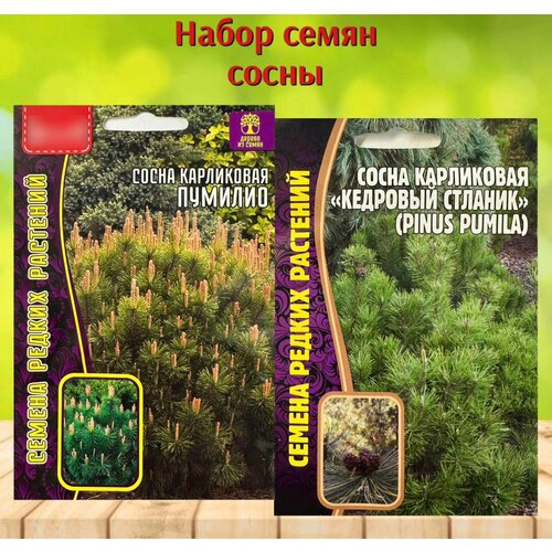 ���� ����� ������ ������� �������� ����� ���������� �������� ������� � �������. ����� 2 ��. ������ ������