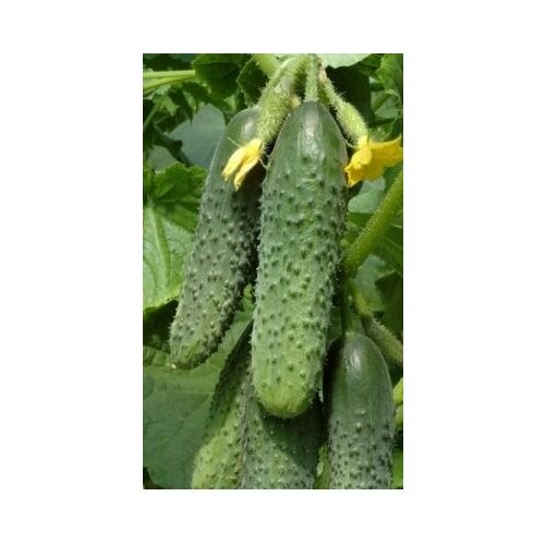 ���� ������ ��������� �������� F1. ����� ������������������ ����������� ������ ������ ������