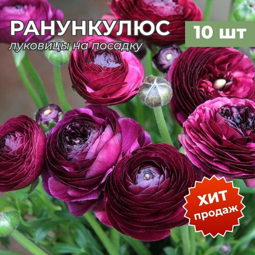 ���� �������� ����������� �� ������� ����� 10 �� ������ ������