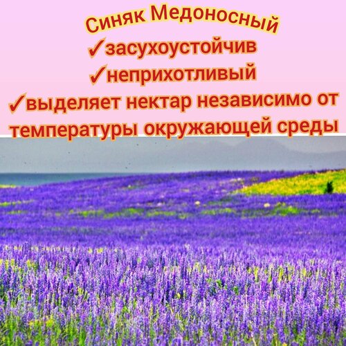 ���� ����� ���������� ������ 1��, ������� ��� ����/ ������ ������ ������