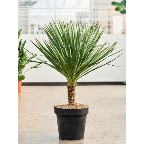 ���� ���� 2024, ���� ��������� �������� (Yucca Gloriosa), ������ 5 �� ������ ������