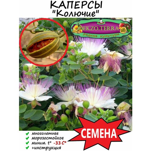 ���� ������ ������� ������� 3 ��. ������ ������