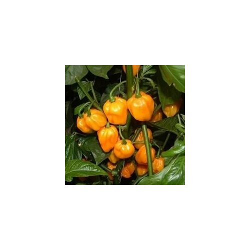     Scotch Bonnet yellow, 5  +    -     , -, 