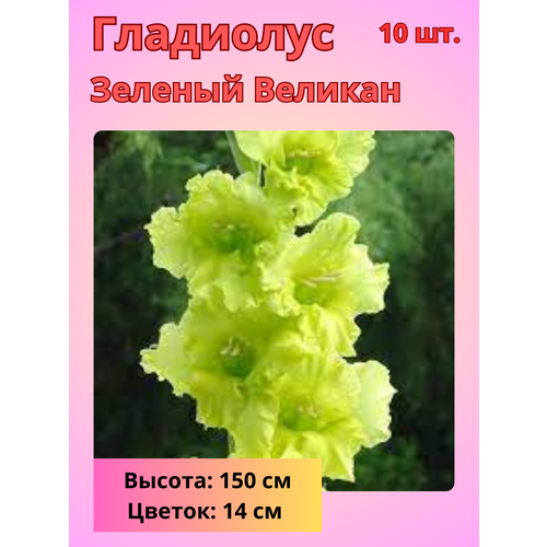 ���� ��������� ��������������� ������� �������, �������� ���������� ������ ������