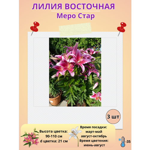 ���� ����� ��������� ���� ����, ����������� ����� ������ ������