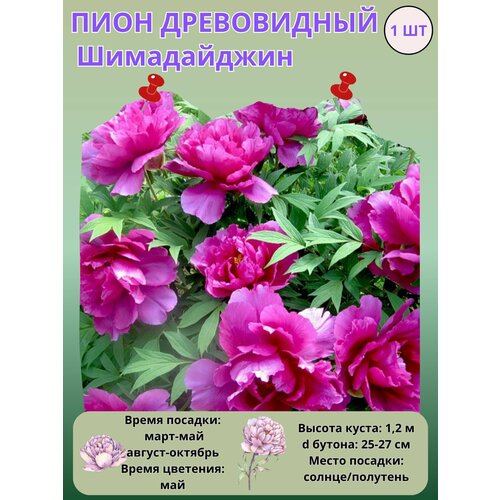 ���� ���� ����������� �����������, ����������� ����� ��� ���� ������ ������