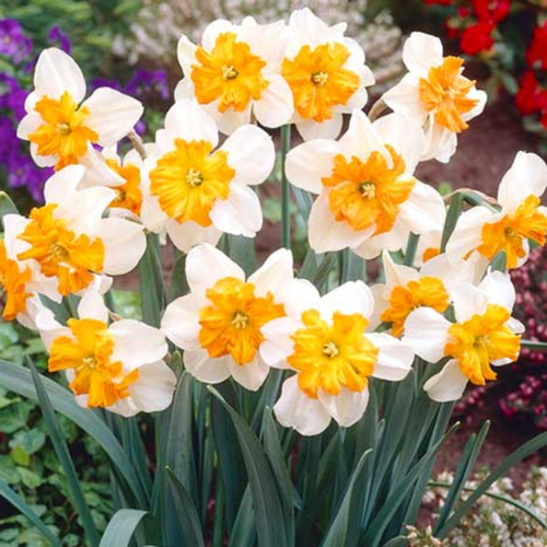 ���� ������� PARISIENNE (3 ��������) ������ ������