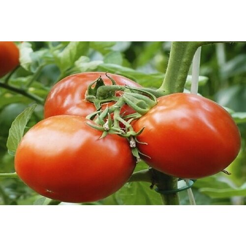 ���� ������ ����� ����� 15�� ��� ������ (��������� ���) ������ ������