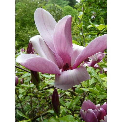 ���� ������ �������� ������������ (Magnolia liliiflora), 5 ���� ������ ������