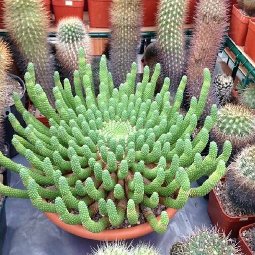 ���� �������, �������� ������������, Euphorbia Inermis, ������ ������ ������