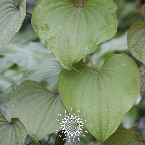     -   (. Dioscorea communis) 10   -     , -, 