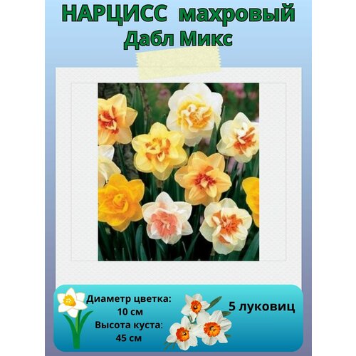 ���� ������� ���� ����, ����������� �����, �������� ��� ������� 5 �� ������ ������