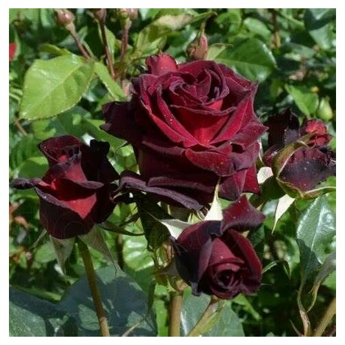 ���� ���� ��������� ������ ����� 2�� ������ ������